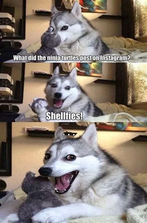 The Best Of Bad Pun Husky Life With Dogs