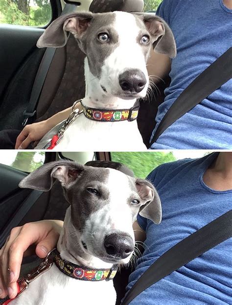 When The Dogs Realized That They Were Going To The Vet 50 Pictures