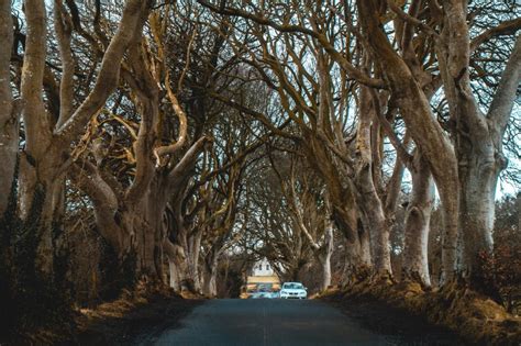 Tips For Visiting The Dark Hedges In Northern Ireland