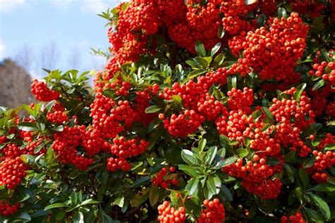 14 Breathtaking Shrubs For Winter