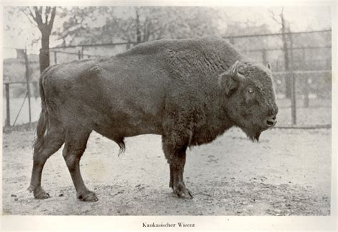 The Remarkable Story Of How The Bison Returned To Europe Cool Green