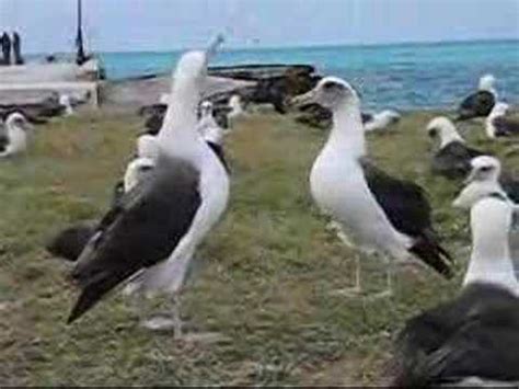 Postcard From Midway Atoll YouTube