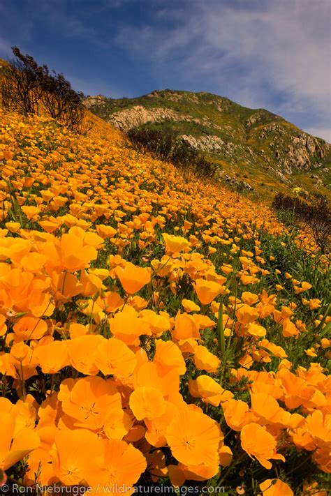 San Diego Wildflowers Photos By Ron Niebrugge
