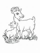 Goat Coloring Cute Boer Billy Drawing Goats Getcolorings Mountain Getdrawings Three Printable Colorings sketch template