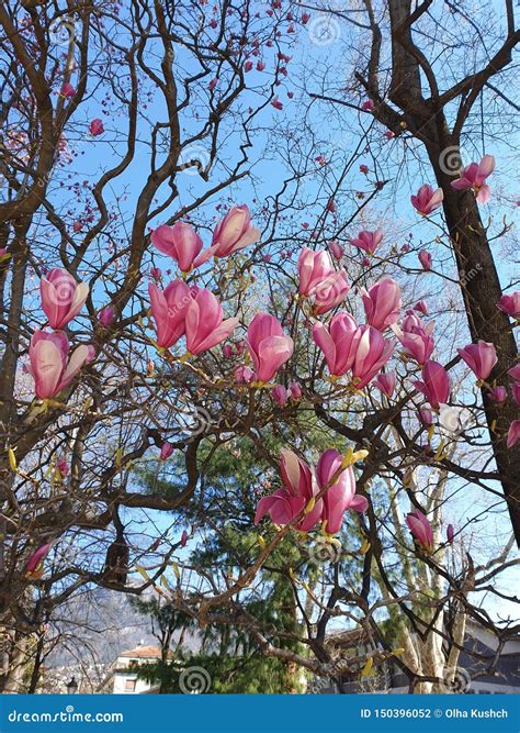 Magnolia Blooms In Spring In The Park Stock Photo Image Of Warm Rest