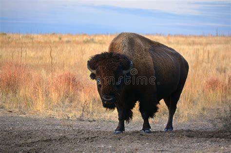 American Bison Buffalo In Profile On The Prairie Stock Image Image Of