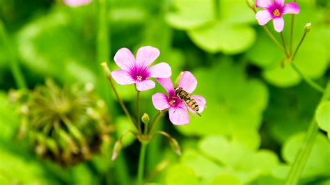 Free Images Nature Grass Blossom Meadow Leaf Flower Petal
