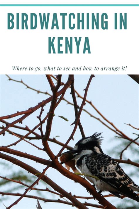 Where To Go Birdwatching In Kenya Bunch Of Backpackers