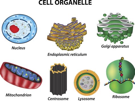 Maybe you would like to learn more about one of these? A Labeled Diagram of the Animal Cell and its Organelles ...