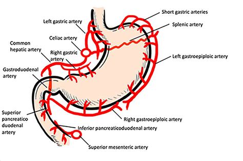 Gastric Vascular Anatomy