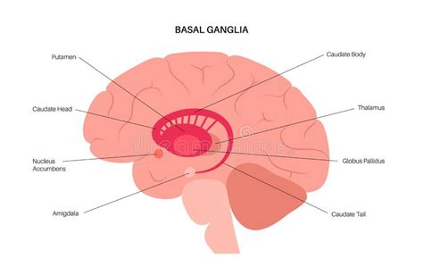 Basal Ganglia Anatomy Stock Vector Illustration Of Brain 231568684