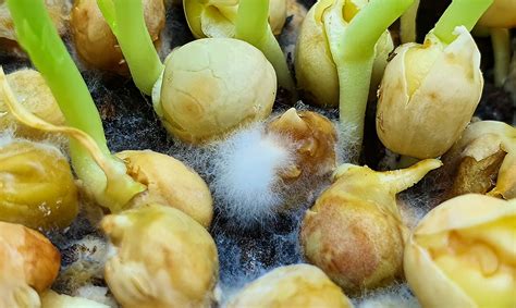 What Causes Microgreen Mold And 7 Proven Tips To Prevent It
