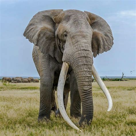 An Elephant With Tusks Walking In The Grass