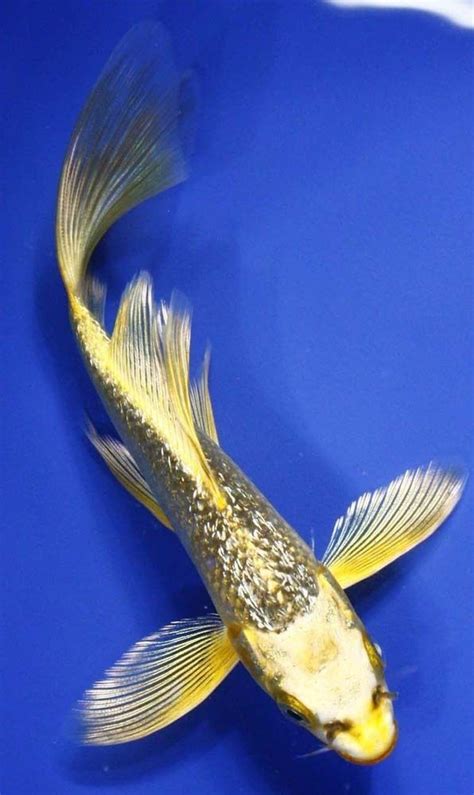 Even 200 gallons would be barely the white and orange parts have just gotten foggy and his stomach fins are normally red fading to a my fish is still active, but the fin rot and the white growth at corners of mouth has had no change. 5ec074755a93bb596161b49c2a7a9add.jpg (596×1000 ...