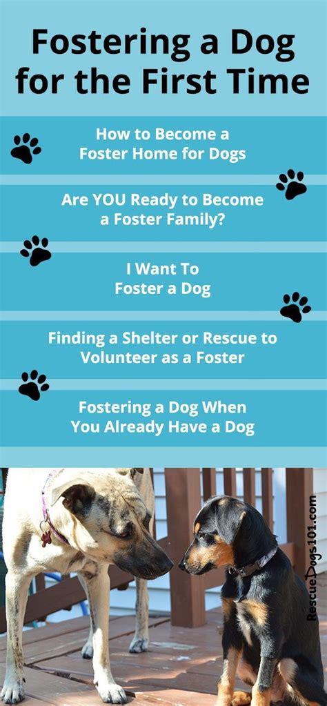 How To Foster A Dog Dog Care Dog Grooming The Fosters