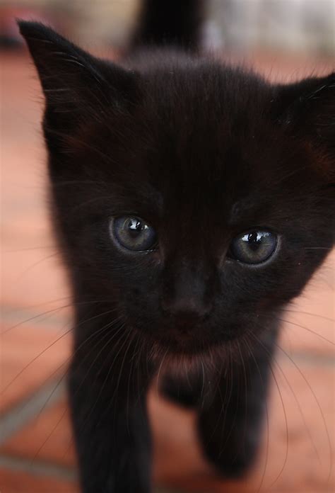 Black Kitten With Beautiful Blue Eyes Brad Flickr