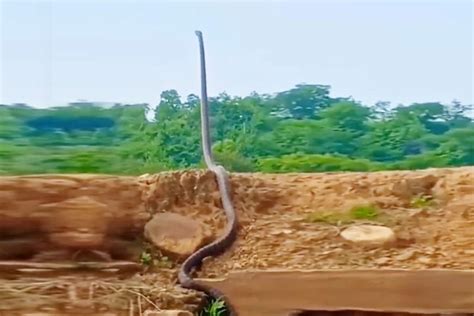 World Largest King Cobra
