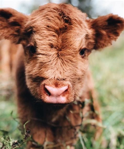 Baby Farm Animals Baby Animals Pictures Baby Cows Cute Animal
