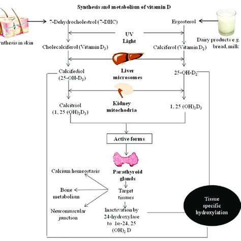 Laan rf, van riel pl, van de putte lb, et al. (PDF) Vitamin D deficiency, skin, and sunshine: A review