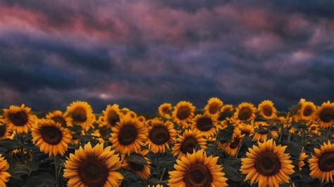 Desktop Wallpaper Sunflower Farm Sunset Cloudy Day Hd