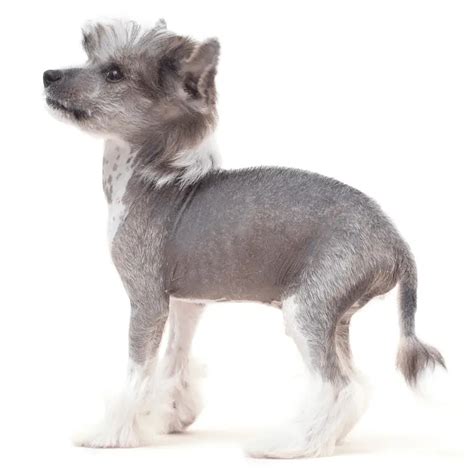 History Of The Chinese Crested Dog Breed Origin Popularity And