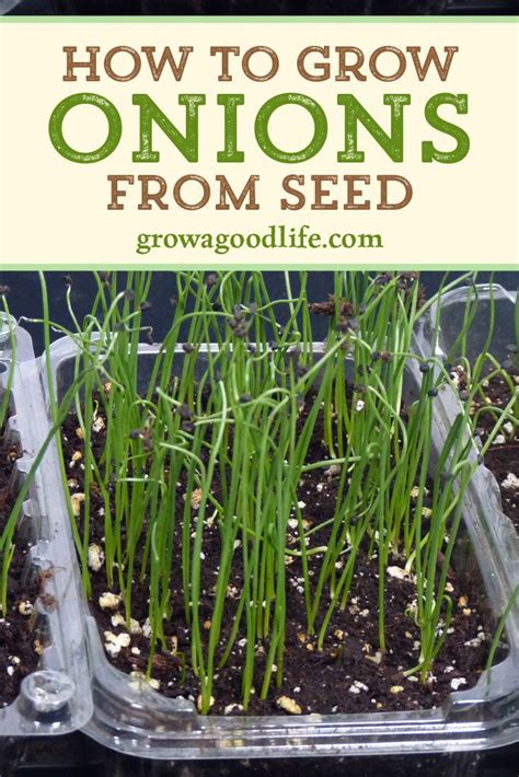 How To Grow Onions From Seed Green Onions Growing Growing Onions