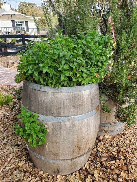Gardening In Wine Barrel Planters The Ultimate Guide ~ Homestead And Chill
