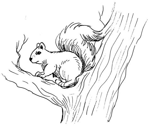 Coloriage Écureuil 6154 Animaux Dessin à Colorier Coloriages à