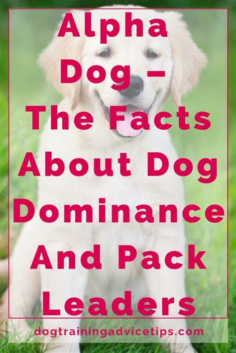 Alpha Dog The Facts About Dog Dominance And Pack Leaders Dog