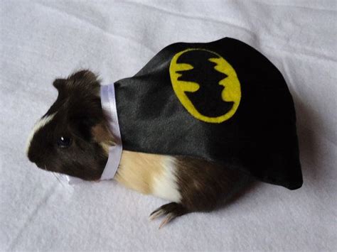 Community Post 10 Adorable Guinea Pigs Dressed As Tiny Superheroes