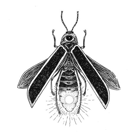 Firefly Insect Drawing