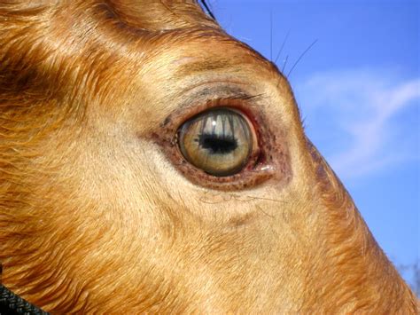 Critter Sitters Blog Horse Eye Color Photos