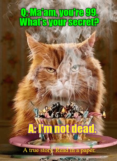 Not Dead Yep Silly Cats Funny Cat Memes Cat Memes