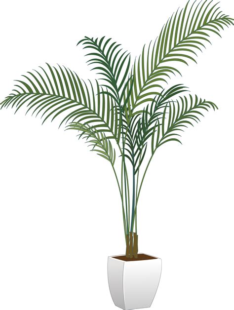Download Plants Houseplant Flowerpot Arecaceae Vector Green