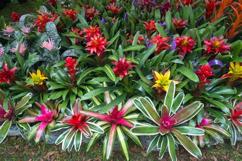 Propagating Bromeliad Plants In Your Home Garden