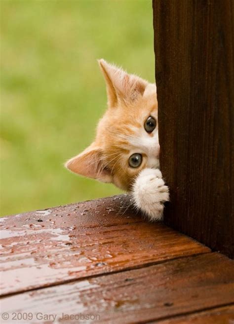 40 Funny Animals Peek A Boo Pictures