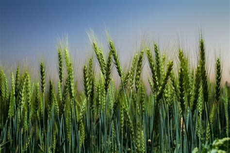 Cream of the crop — разные исполнители. New project compares models of climate's impact on crops ...