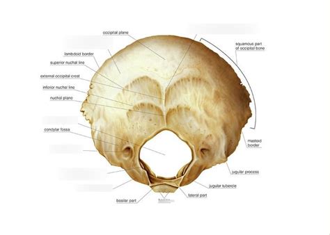Inferior View Occipital Bone Labeled Diagram Quizlet