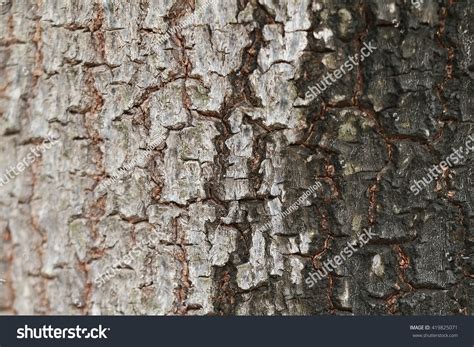 Tree Bark Two Colors Stock Photo 419825071 Shutterstock