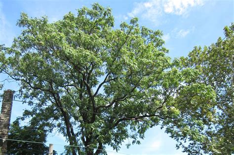 Why the tree of heaven spreads so devilishly and harms Pa. forests