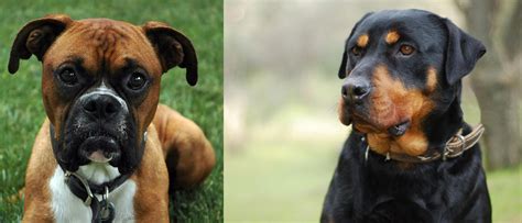 boxer  rottweiler breed comparison mydogbreeds