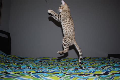 Psbattle A Cat Jumping On The Bed 1936 × 1296 Photoshopbattles