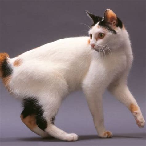 japanese bobtail cat breed facts traits health vets choice vets choice