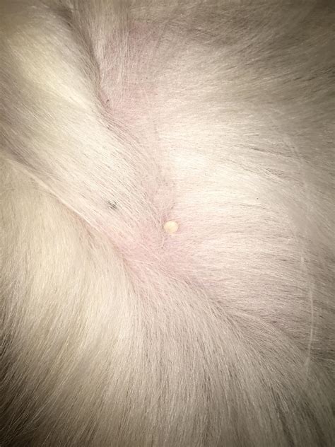 10 Most Common Dog Skin Problems With Pictures Rubold 50 Off