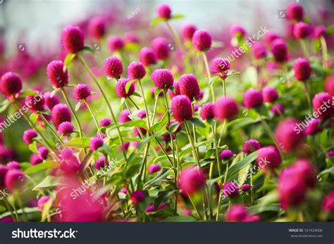 Globe Amaranth Flower Stock Photo 161429006 Shutterstock
