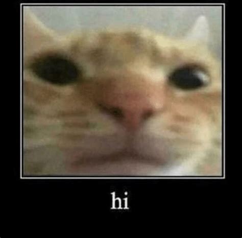 Hi Staring Cat Gusic Know Your Meme