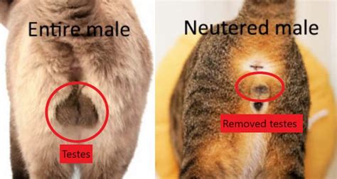 How Can I Tell If My Cat Has Been Spayed Or Neutered Freethinking