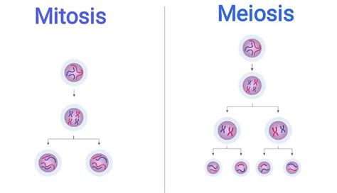 Difference Between Mitosis And Meiosis ~ Biotechfront