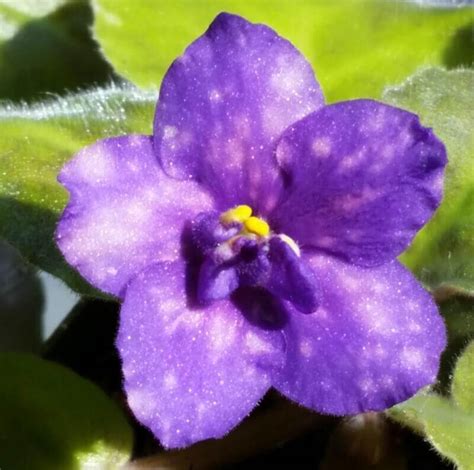 4 how do you water african violets from the top? African Violet Watering