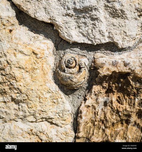 Detail Of A Stone Wall Containing Fossils Stock Photo Alamy